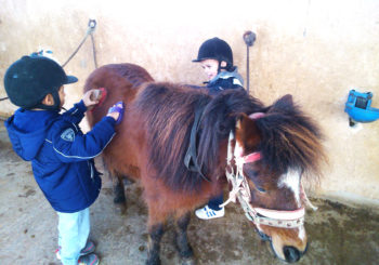 stage equitation enfants donnant les soins aux poneys