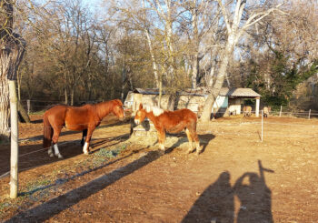 stage nature enfants 4 à 12 ans SIHA soin aux animaux